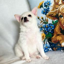 Rosè - Gold and white female Chihuahua puppy in Alvord, Texas from Gift of Gods Favor