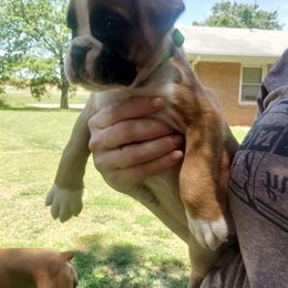 Boxer Puppies from SmashBox Kennel