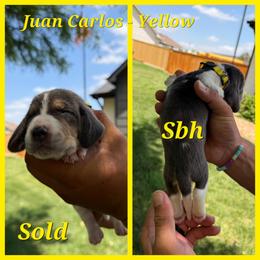 Yellow collar- Juan Carlos - Blue tan and white male Basset Hound puppy in Park City, Kansas from Stegmans Basset Hounds
