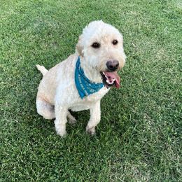 Daisy - Goldendoodle