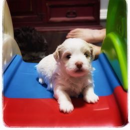 Surf - White male Havanese puppy in Katy, Texas from Cloud 9 Havanese