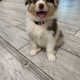 Waffle - Red merle female Australian Shepherd puppy in North Fort Myers, Florida from Aussie Trail Farms