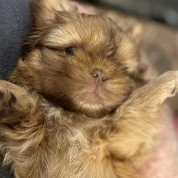 Shih Tzus from Buttons and Bows AKC Shih Tzu’s
