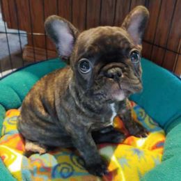 French Bulldogs from Tammie White's French Bulldogs