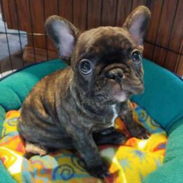 French Bulldogs from Tammie White's French Bulldogs