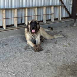 King - Mastiff