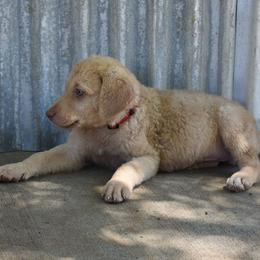 Winnie the Pooh - Deadgrass male Chesapeake Bay Retriever puppy in Soap Lake, Washington from Desert Oasis Kennels