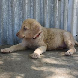 Winnie the Pooh - Deadgrass male Chesapeake Bay Retriever puppy in Soap Lake, Washington from Desert Oasis Kennels