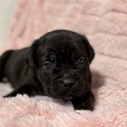 Teal Collar R - Black male Cane Corso puppy in Paris, Texas from Knucklehead Cane Corso