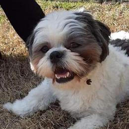 Shih Tzus from Sweet Peach Georgia Shih Tzu
