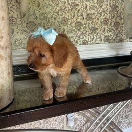 Danielle - Apricot female Goldendoodle puppy in Mint Hill, North Carolina from DoodleForever