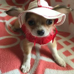 Chihuahua Puppies from Chilove Chihuahuas