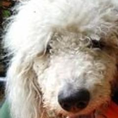Aussiedoodles and Poodles from Element Doodles