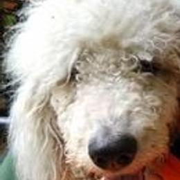 Aussiedoodles and Poodles from Element Doodles