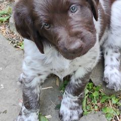 Kleine Munsterlander puppies from von den Großen Seen kennel