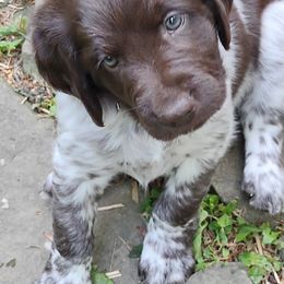 Kleine Munsterlander puppies from von den Großen Seen kennel