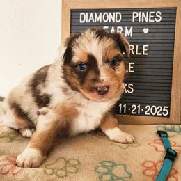 Blue - Red merle male Australian Shepherd puppy in Camp Verde, Arizona from Diamond Pines Farm