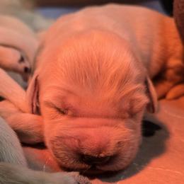 Golden Retriever Puppies from MI Golden Sands