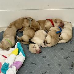 Girl 1 - Yellow female Labrador Retriever puppy in Cutler, Indiana from Woodstock Retrievers