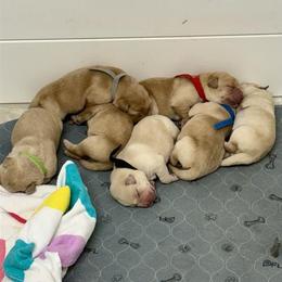 Girl 1 - Yellow female Labrador Retriever puppy in Cutler, Indiana from Woodstock Retrievers