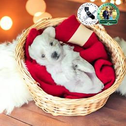 Green Collar Male - White male Miniature Schnauzer puppy in Sacramento, California from Hardcastle Family Schnauzer’s