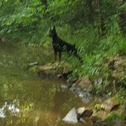 Doberman Pinscher Puppies from RMH Dobermans