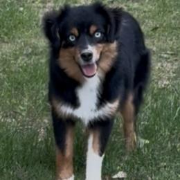 Mags - Miniature Australian Shepherd
