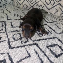 Ginger - Chocolate female Dachshund puppy in Humphreys, Missouri from Foster’s Dachshunds