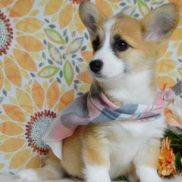 Kalri - Red female Pembroke Welsh Corgi puppy in Oswego, Kansas from Wind Dial Farm