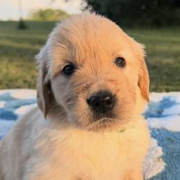 Team Mexico - Green Collar - Golden female Golden Retriever puppy in Meriden, Kansas from Sunkissed Retrievers