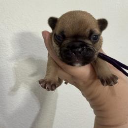Violet - Fawn female French Bulldog puppy in Galt, California from The three little frenchies