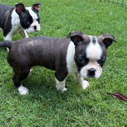 S. Female 2 - Black brindle and white female Boston Terrier puppy in Mc Donough, Georgia from Ballard Boston Terriers