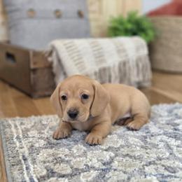 AKC Meet Gus :) - Cream male Dachshund puppy in Centerville, Iowa from Barnyard Dachshunds, Dals & Doodles