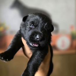 Nyx - Yellow Collar Female - Black female German Shepherd puppy in Hawthorne, Florida from Lace's High Flying German Shepherds And Golden Retrievers