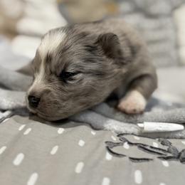 Aston - Merle male Pomsky puppy in Ravena, New York from Osiris’s Siberians & Pomskies