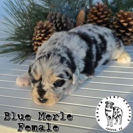 Gillian - Blue merle female Miniature Australian Shepherd puppy in Jaroso, Colorado from Heaven Sent Aussies