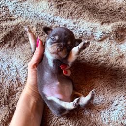 AKC girl 1 - Chocolate and tan male Chihuahua puppy in Anoka, Minnesota from Anoka County MN AKC Chihuahuas