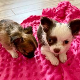 Clara - Chocolate and white female Chihuahua puppy in Choctaw, Oklahoma from Savvy Chihuahuas of Oklahoma