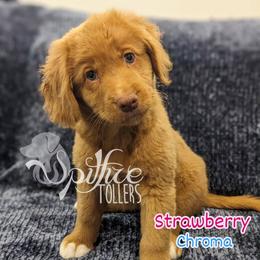Strawberry - Red female Nova Scotia Duck Tolling Retriever puppy in Johnston County, North Carolina from Spitfire Tollers