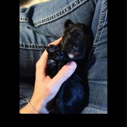Fry - Black male Cavapoo puppy in Battle Lake, Minnesota from Panda Puppies
