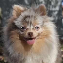 Rain - Pomeranian