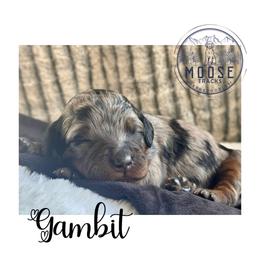 Gambit - Merle female Bernedoodle puppy in Belleville, Michigan from Moose Tracks Bernedoodles