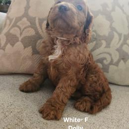 Cockapoo Puppies from Ashley Dedmon
