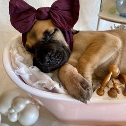 Great Dane Puppies from Lazuli Great Danes