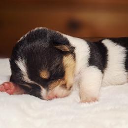 Cassiopeia - Black and white female American Corgi puppy in Gouverneur, New York from St. Lawrence Corgis