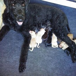 Poodle Puppies from Deborah Busch Poodles