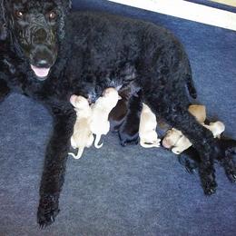 Poodle Puppies from Deborah Busch Poodles