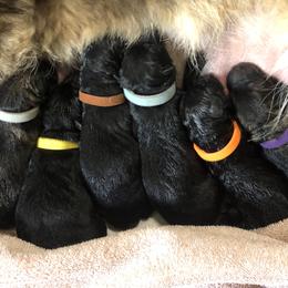 1st Pick male - Black male German Shepherd puppy in Elkmont, Alabama from Oakmont Shepherds