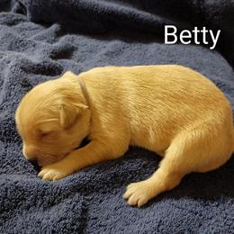 Betty - Golden female Golden Retriever puppy in Fort White, Florida from Triple-s-kennel