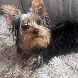 Latte - Black and tan male Yorkshire Terrier puppy in Columbus, Ohio from Elaine’s Yorkies